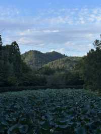 Arashiyama Bamboo Forest
