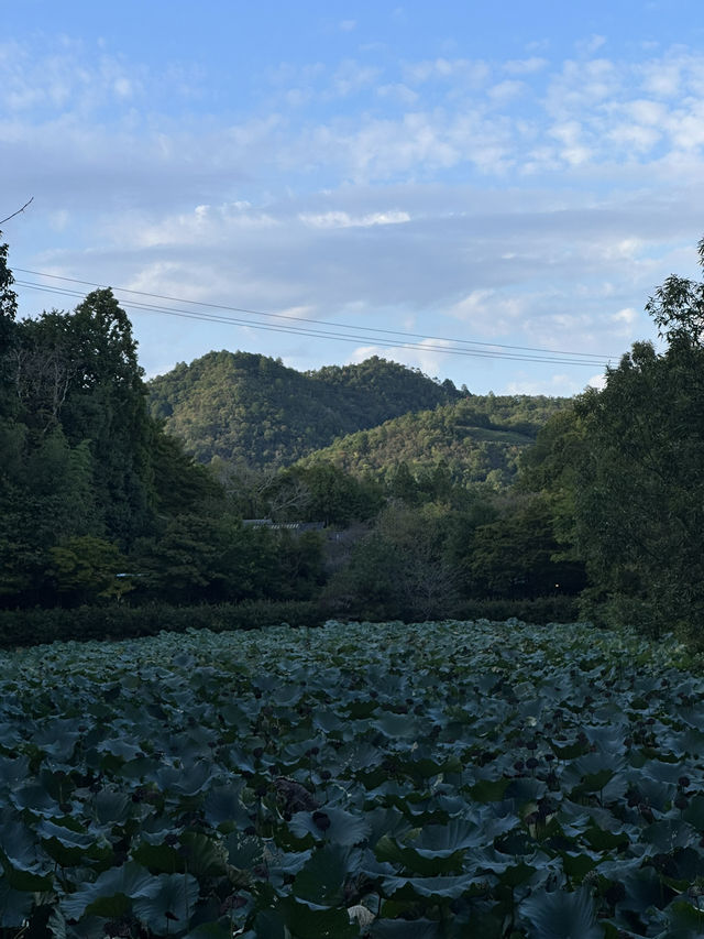 Arashiyama Bamboo Forest
