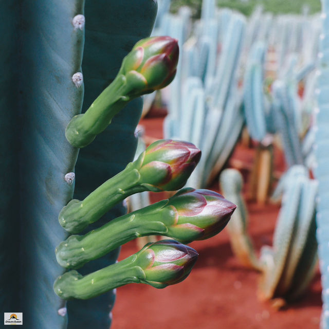 ไร่วันยังขำ จ.ศรีสะเกษ 🏜️🌵🌿
