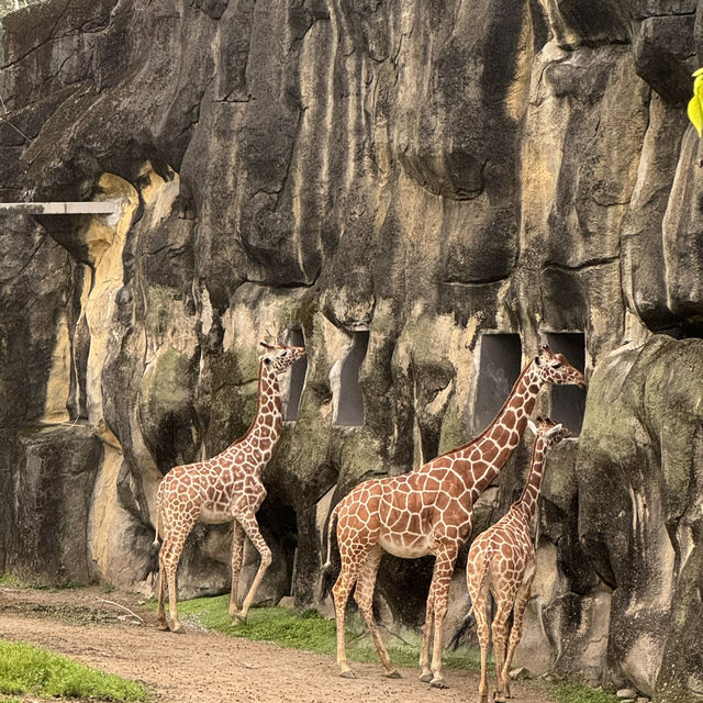 台北市立動物園🐒🦍