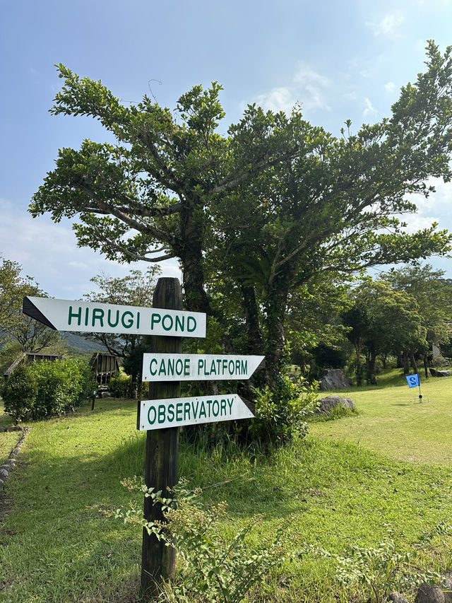 【奄美大島】マングローブパーク