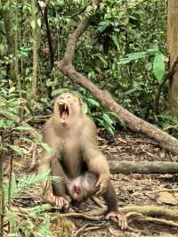 Things to do in Bukit Lawang 