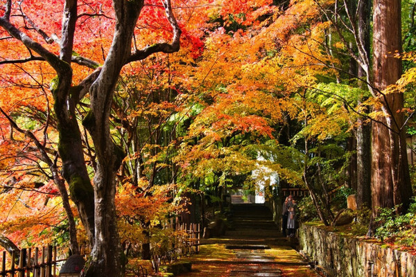紅葉✨ ここ行って】紅葉の道が美しい✨奈良時代開創の無料で楽しめる紅葉