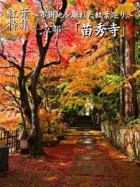 【ここ行って】紅葉の道が美しい✨奈良時代開創の無料で楽しめる紅葉スポット🍁