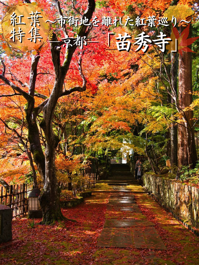 【ここ行って】紅葉の道が美しい✨奈良時代開創の無料で楽しめる紅葉スポット🍁