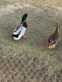 🦢🦆오리와 거위가 있는 카페 자잠157
