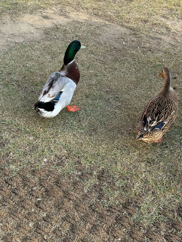 🦢🦆오리와 거위가 있는 카페 자잠157