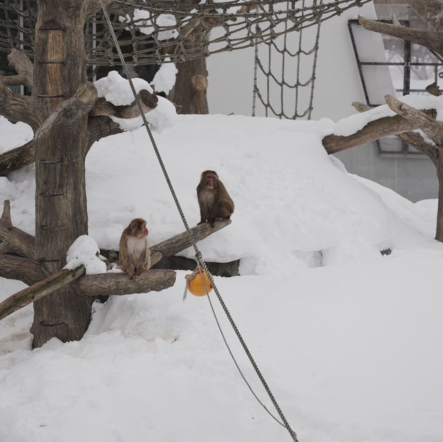 Asahiyama ZooHokkaido