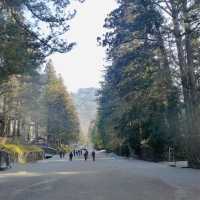 Pathway to Serenity: Strolling Through Nikko’s Ancient Cedars