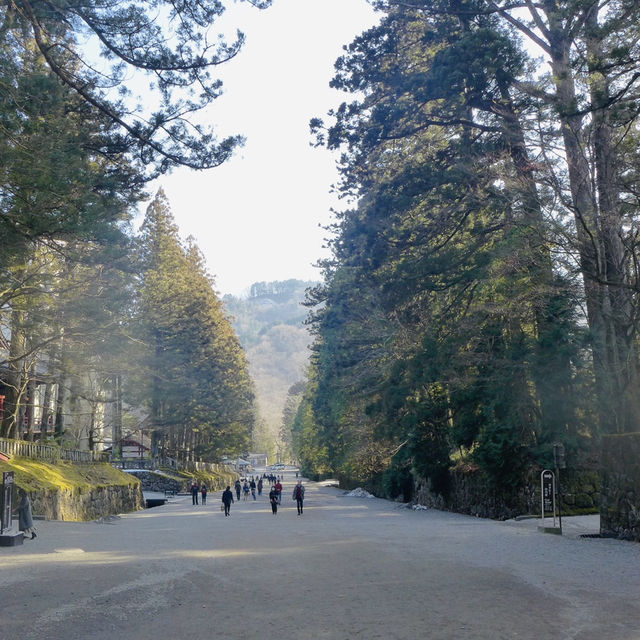 Pathway to Serenity: Strolling Through Nikko’s Ancient Cedars