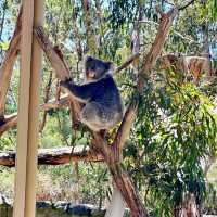 Adelaide Cleland Wildlife Park