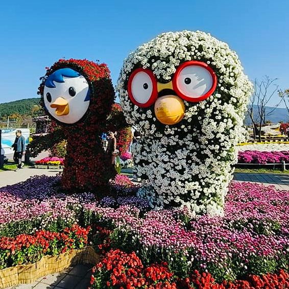 Vibrant Delight at Yangsan Chrysanthemum Festival!