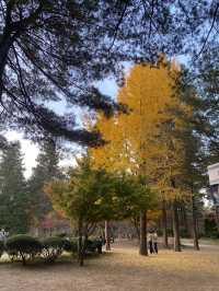 Nami Island in Autumn: A Golden Retreat