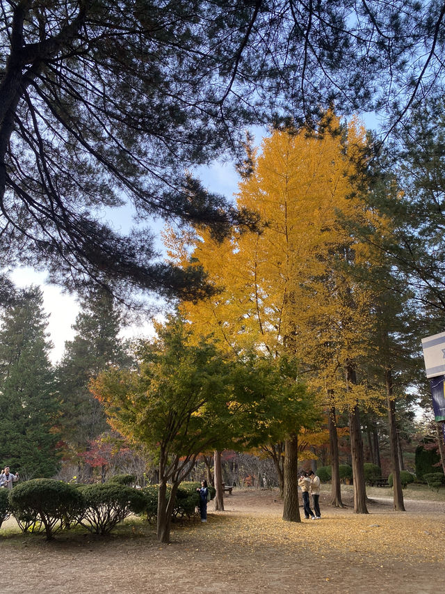 Nami Island in Autumn: A Golden Retreat