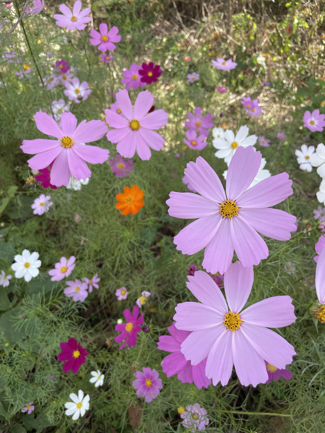 広島観光におすすめ☺️💐🌸百花繚乱🌼💐花の駅せら