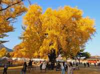 The almighty old gingko tree turns yellow at Gyeongbukgung