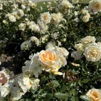 Werribee rose garden