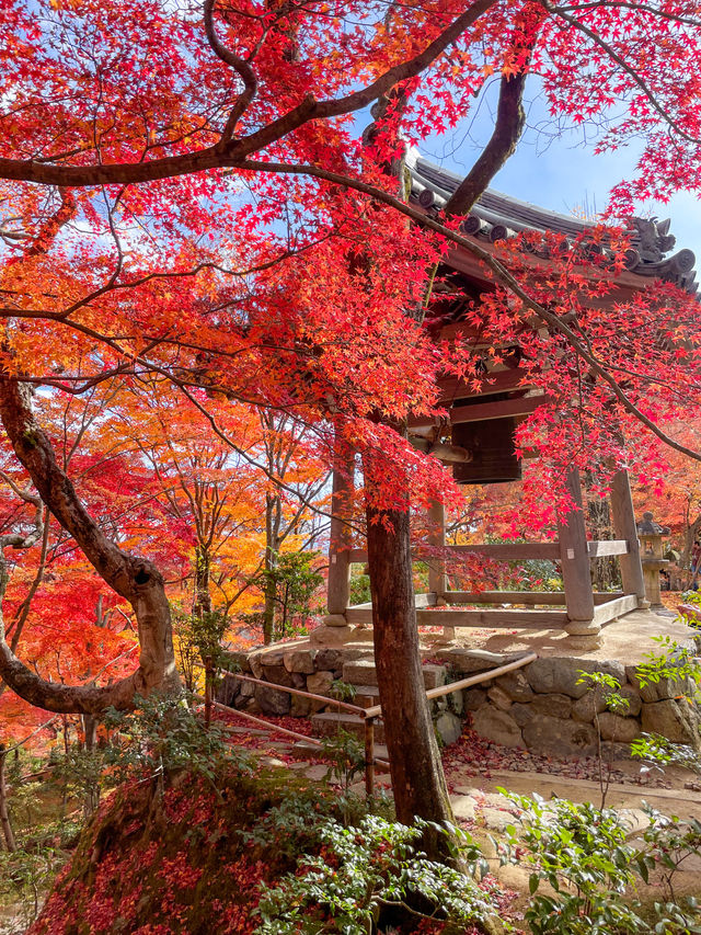 京都嵯峨野の紅葉名所😊🍁小倉山の常寂光寺🍁