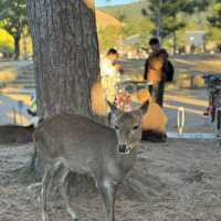No trip to Nara is complete without visiting the Nara Park!
