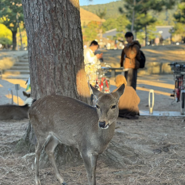 No trip to Nara is complete without visiting the Nara Park!