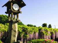 【埼玉県】埼玉の隠れた藤と紅葉の名所！「玉敷神社」