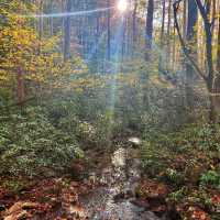 Pisgah National Forest