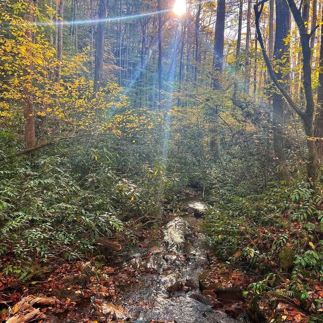 Pisgah National Forest