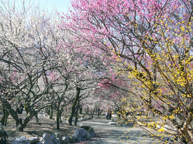 【三重県】春はあけぼの、平安絵巻のような美しさ「いなべ市梅林公園」