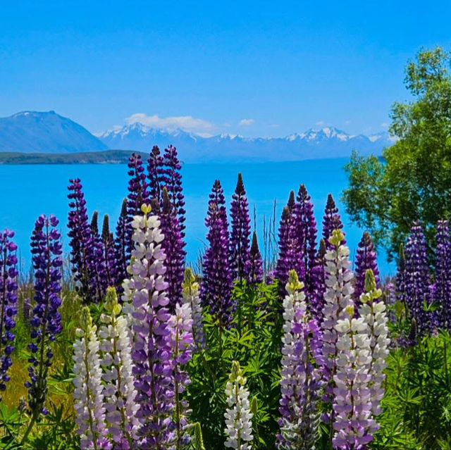 The lake’s vivid blue color is caused by fine glacial 