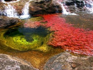 [โคลอมเบีย] แม่น้ำที่สวยที่สุดในโลก "กาโน คริสตัล" ซ่อนตัวอยู่ในป่า