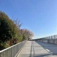 ซากุระบาน ที่  Sumida park  Asakusa