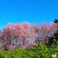 ภูลมโล