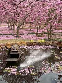 A Sea of Purple in China — Tabebuia impetiginosa