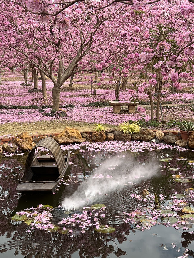 A Sea of Purple in China — Tabebuia impetiginosa