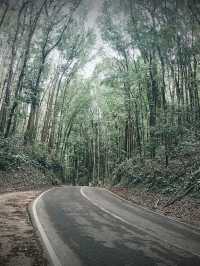 MAN MADE FOREST IN BOHOL