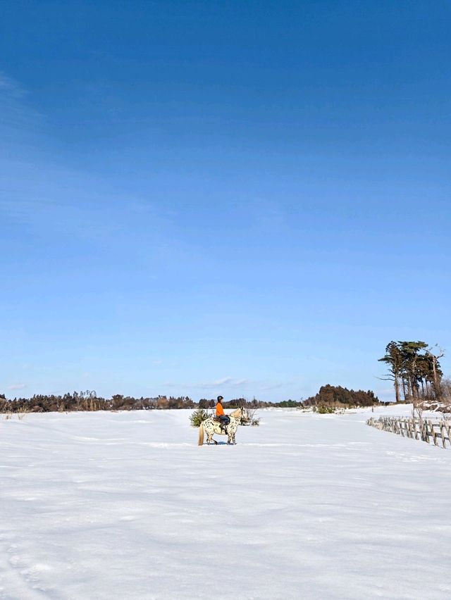 青森で雪上乗馬体験