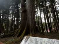 森呼吸🌱阿里山神木健行旅遊