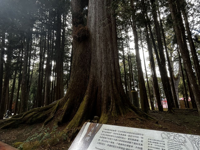 森呼吸🌱阿里山神木健行旅遊