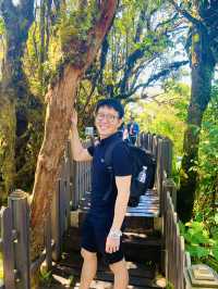 Mystical Mossy Forest - Rarest Encounter in Malaysia! 
