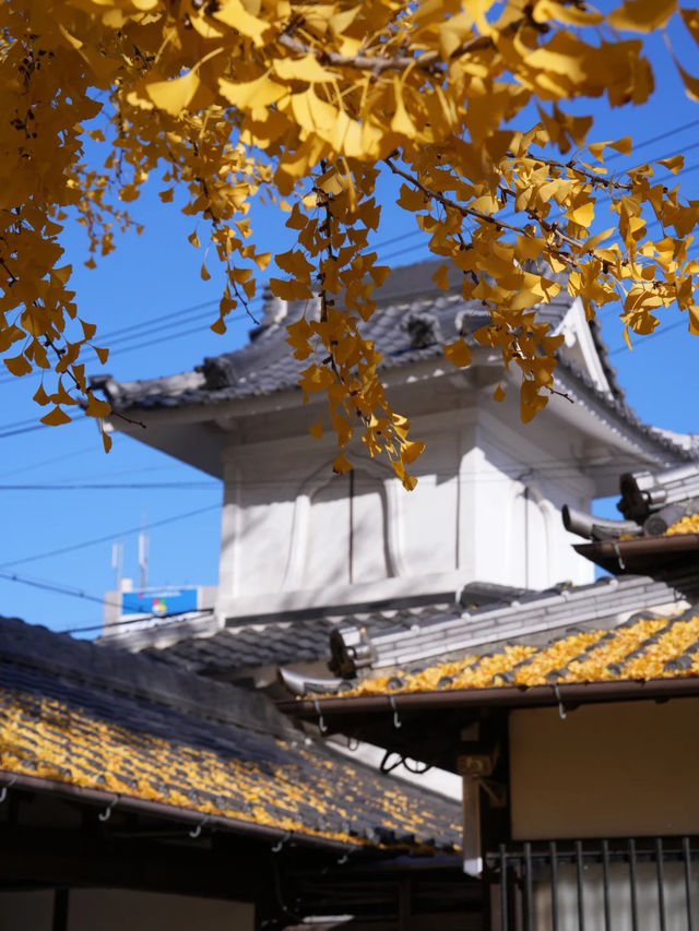 大阪難宗寺｜秋日限定的銀杏黃，美哭了！ 🍂✨