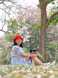 ชมดอกชมพูพันธุ์ทิพย์ ม. เกษตร กำแพงแสน นครปฐม