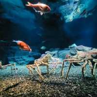 Osaka Aquarium Kaiyukan (海遊館) – One of the World’s Best Aquariums