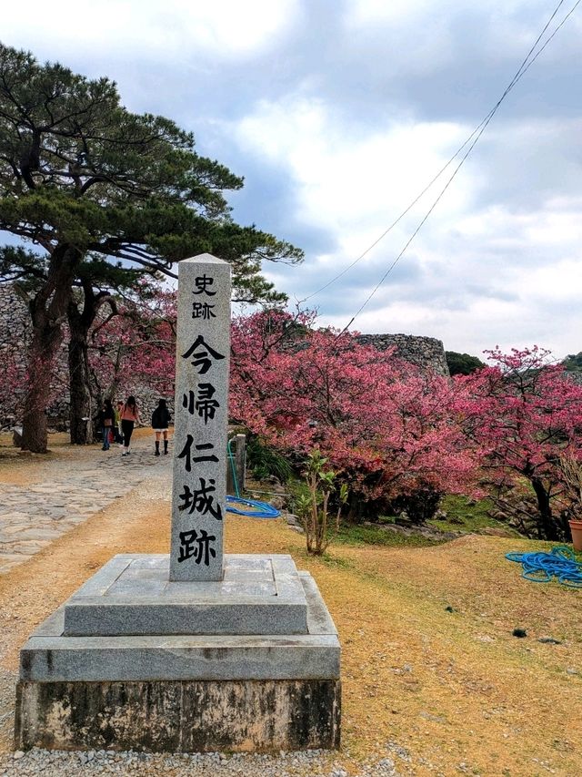 Nakijin Castle - History x Sakura