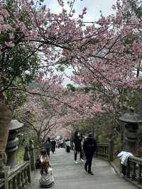 內湖 碧山巖 清風亭 櫻花隧道