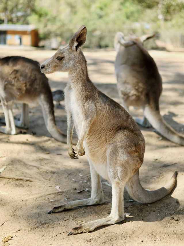 在Lone Pine Koala Sanctuary與可愛動物相遇 🐨💚