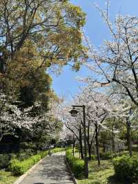 🌸 天王寺公園的櫻花：春天的絕景之旅 🌸