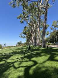 Kings Park Adventure: Nature, Views & Culture
