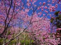 拉拉山櫻木花道/二馬山莊櫻花美景