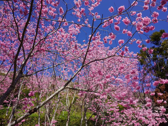 拉拉山櫻木花道/二馬山莊櫻花美景