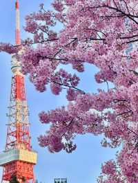 春日絢爛：東京櫻花季的夢幻之旅